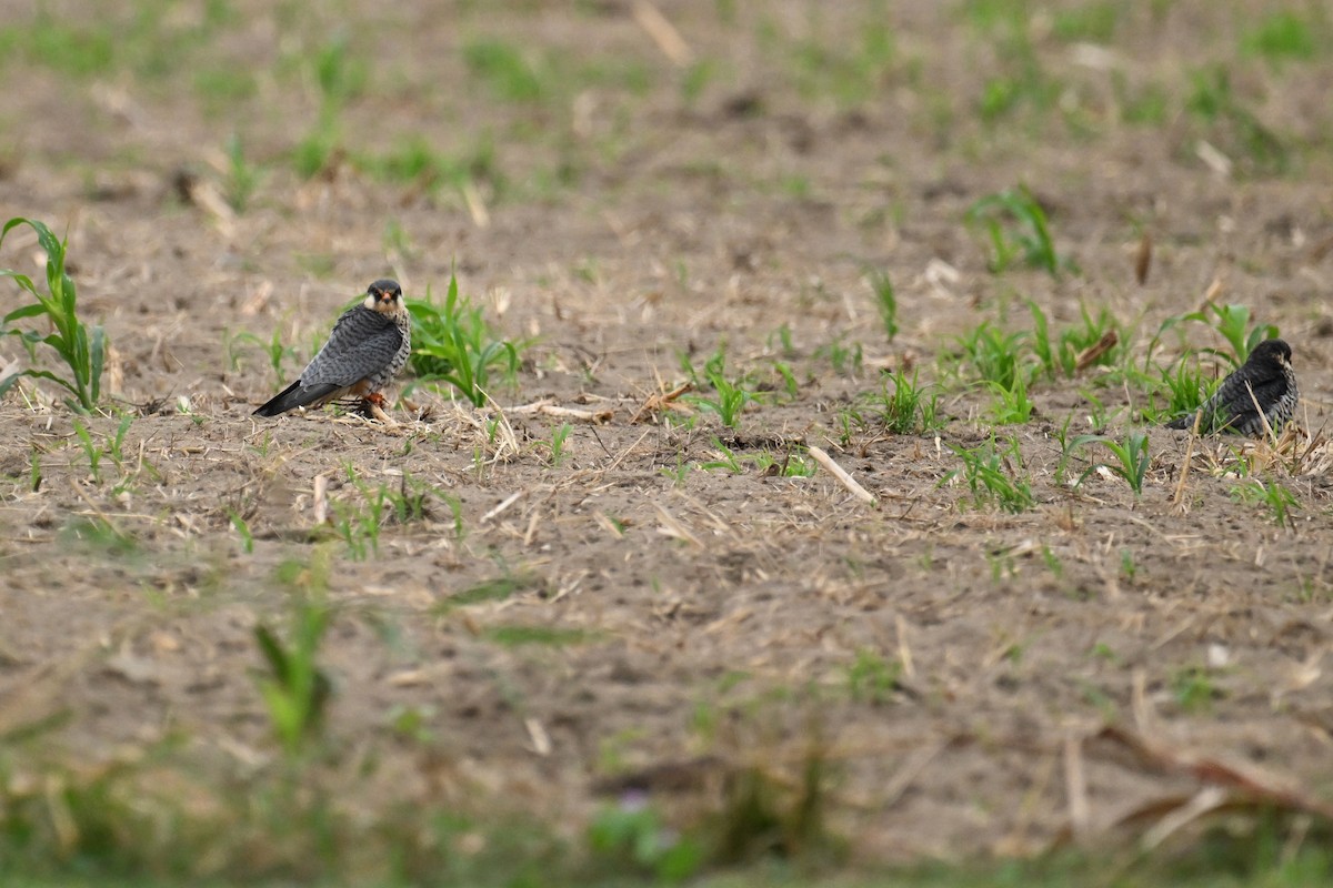 Belatz mantxuriarra - ML644696732