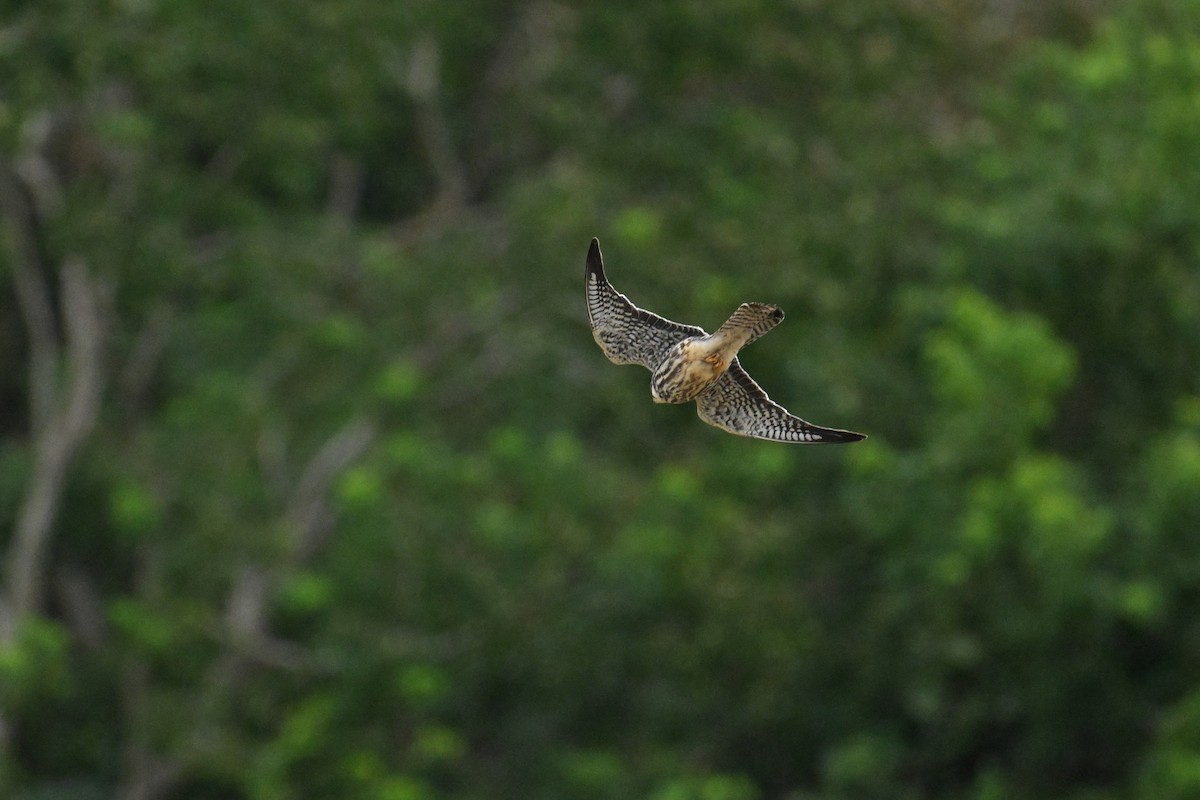 Belatz mantxuriarra - ML644696734