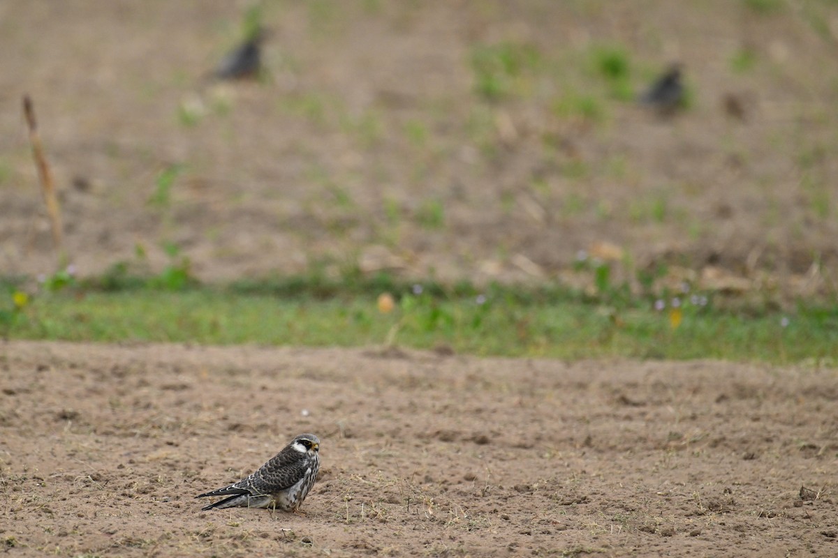 Belatz mantxuriarra - ML644696735