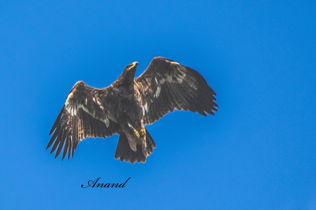 Орел степовий - ML644696736