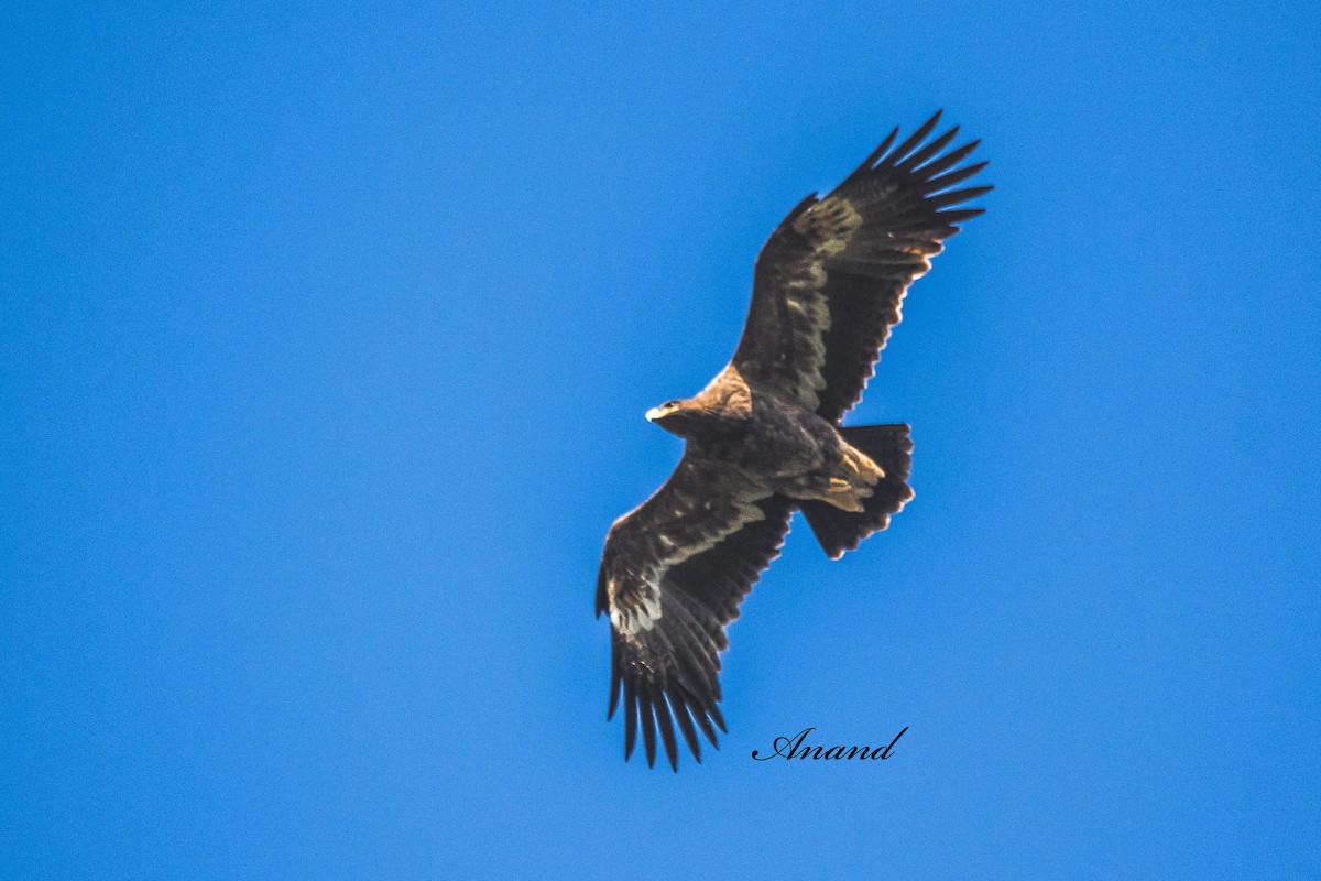 Орел степовий - ML644696741