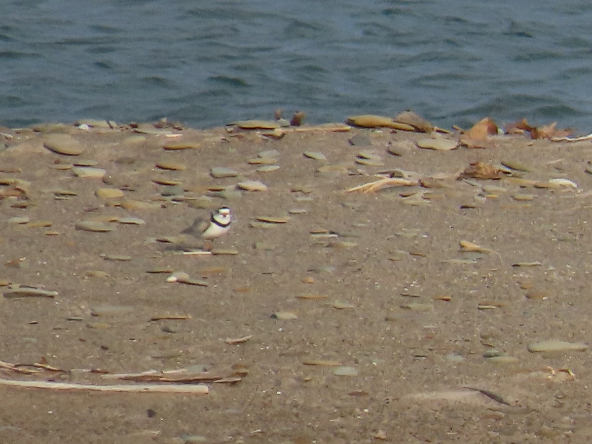 Piping Plover - ML644696743