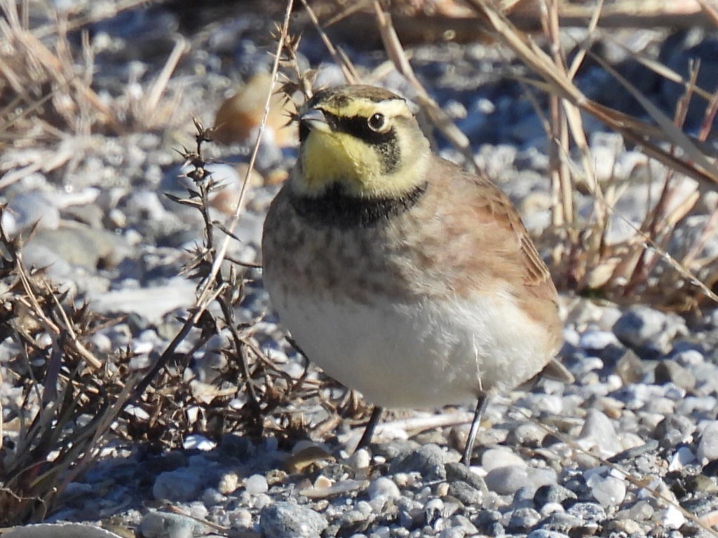 Horned Lark - ML644696744