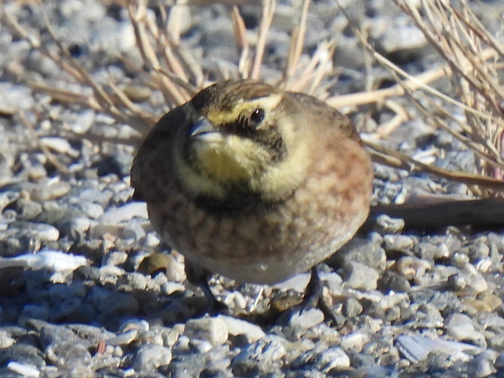 Horned Lark - ML644696745