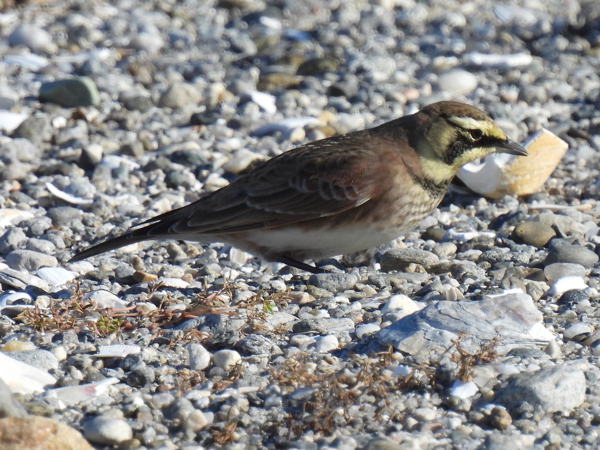 Horned Lark - ML644696746