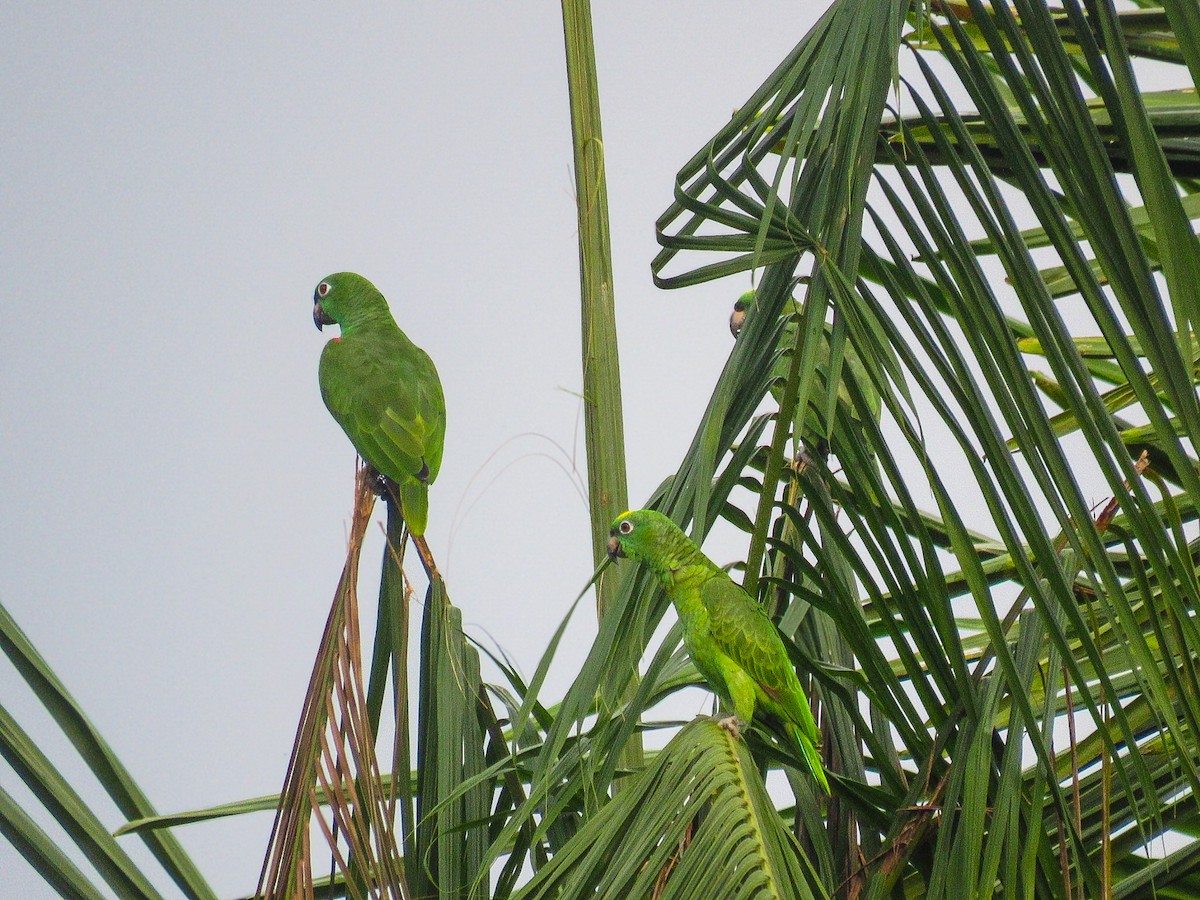 Sarı Alınlı Amazon - ML644696750