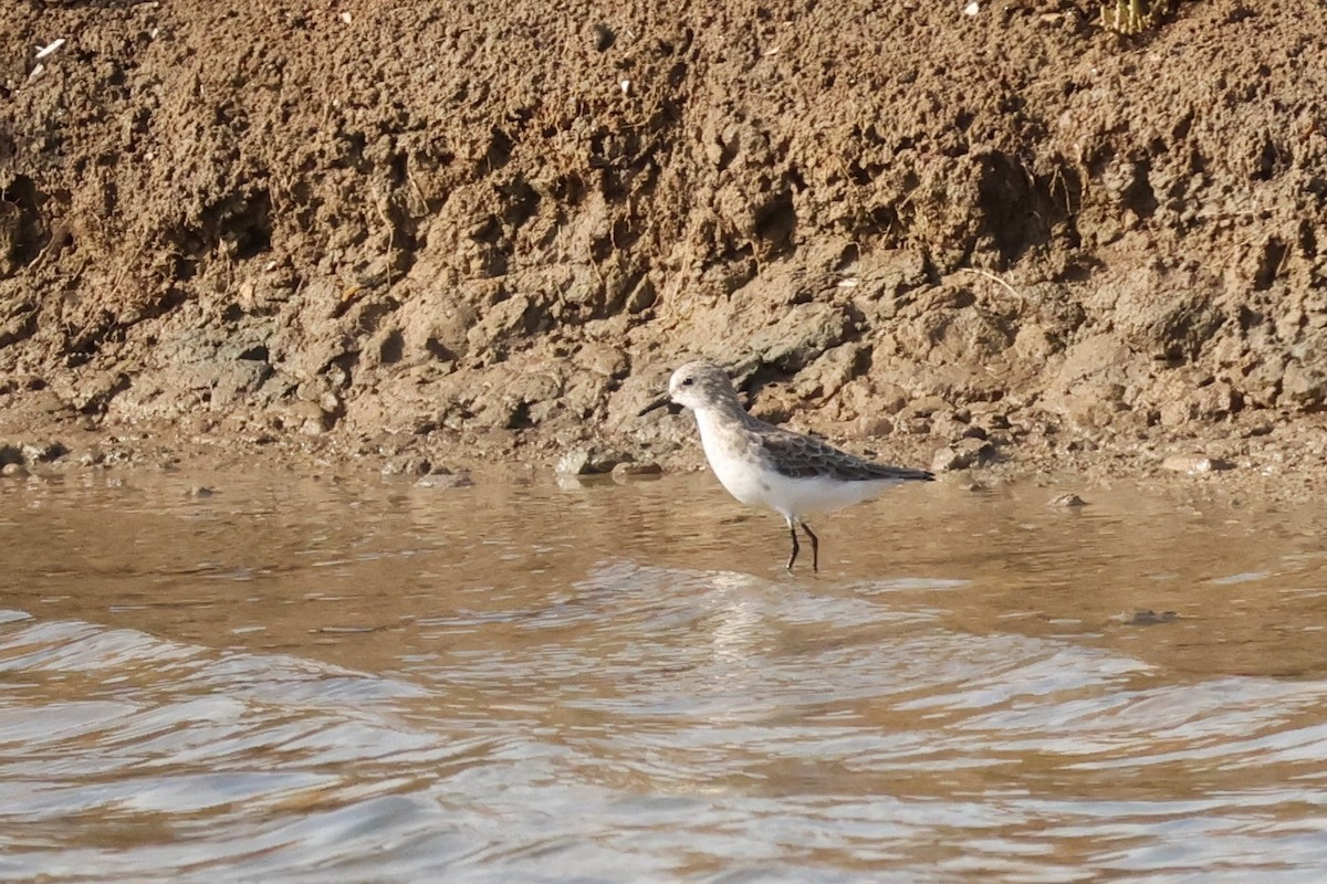 Одой элсэг - ML644696751