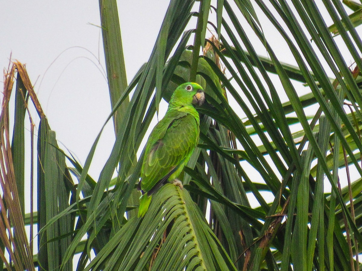 Sarı Alınlı Amazon - ML644696752