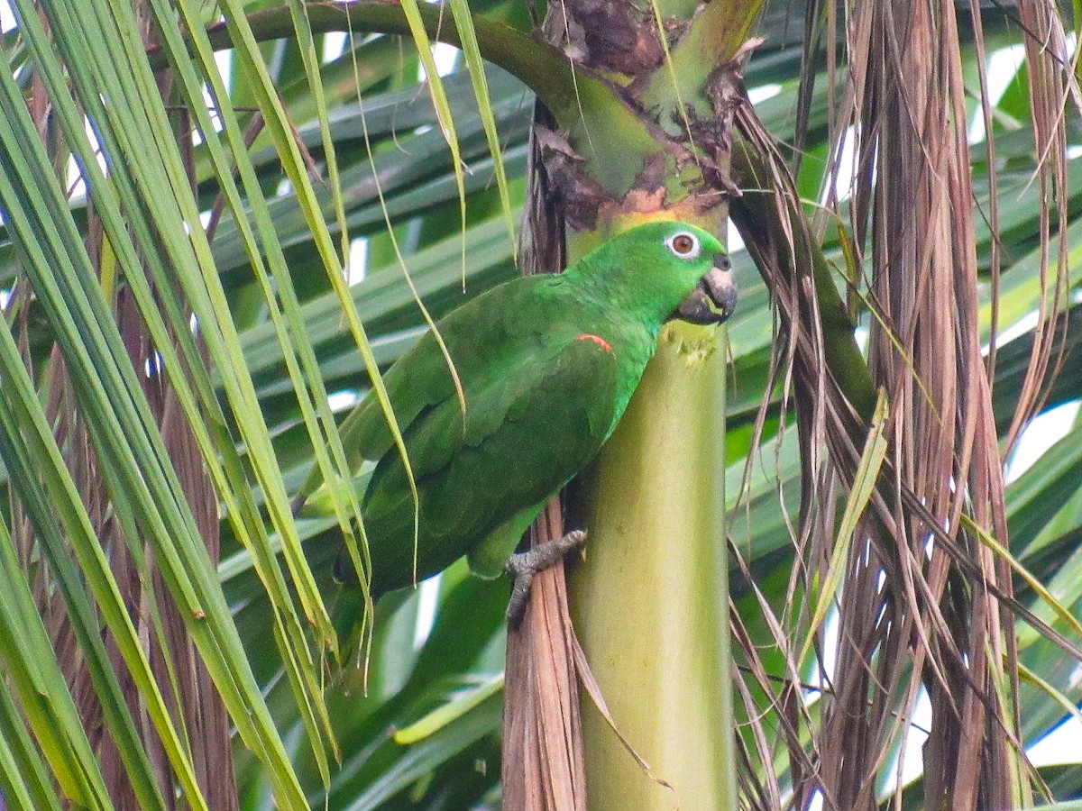 Sarı Alınlı Amazon - ML644696753