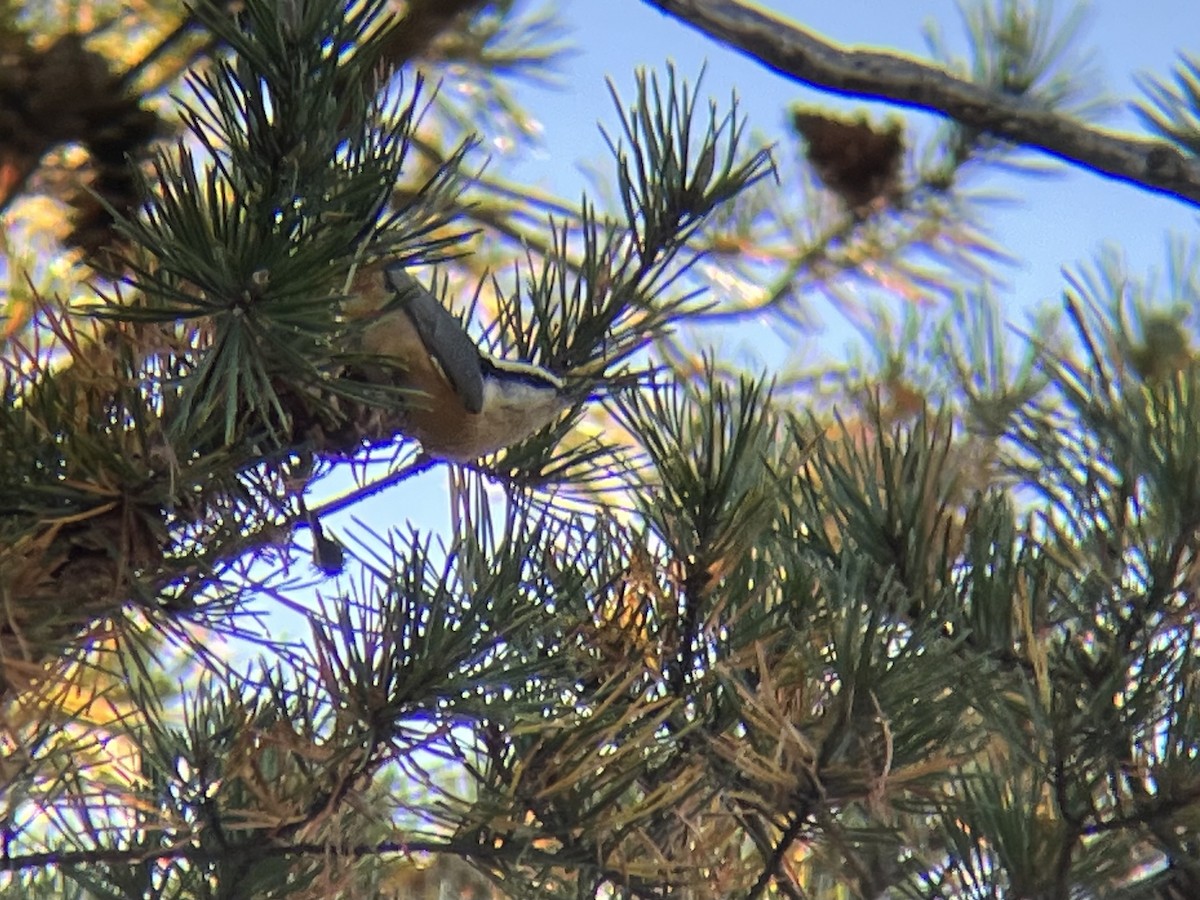 Red-breasted Nuthatch - ML644696754