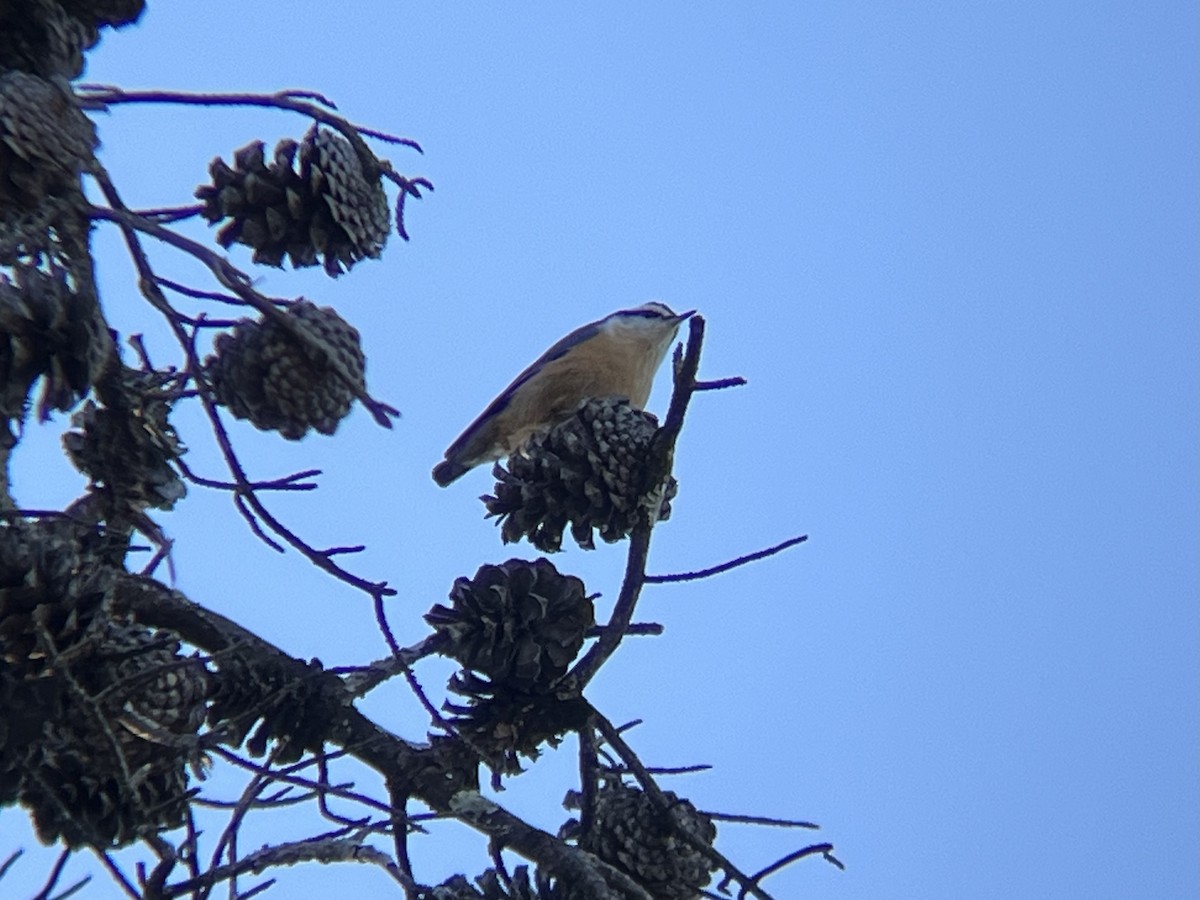 Red-breasted Nuthatch - ML644696755