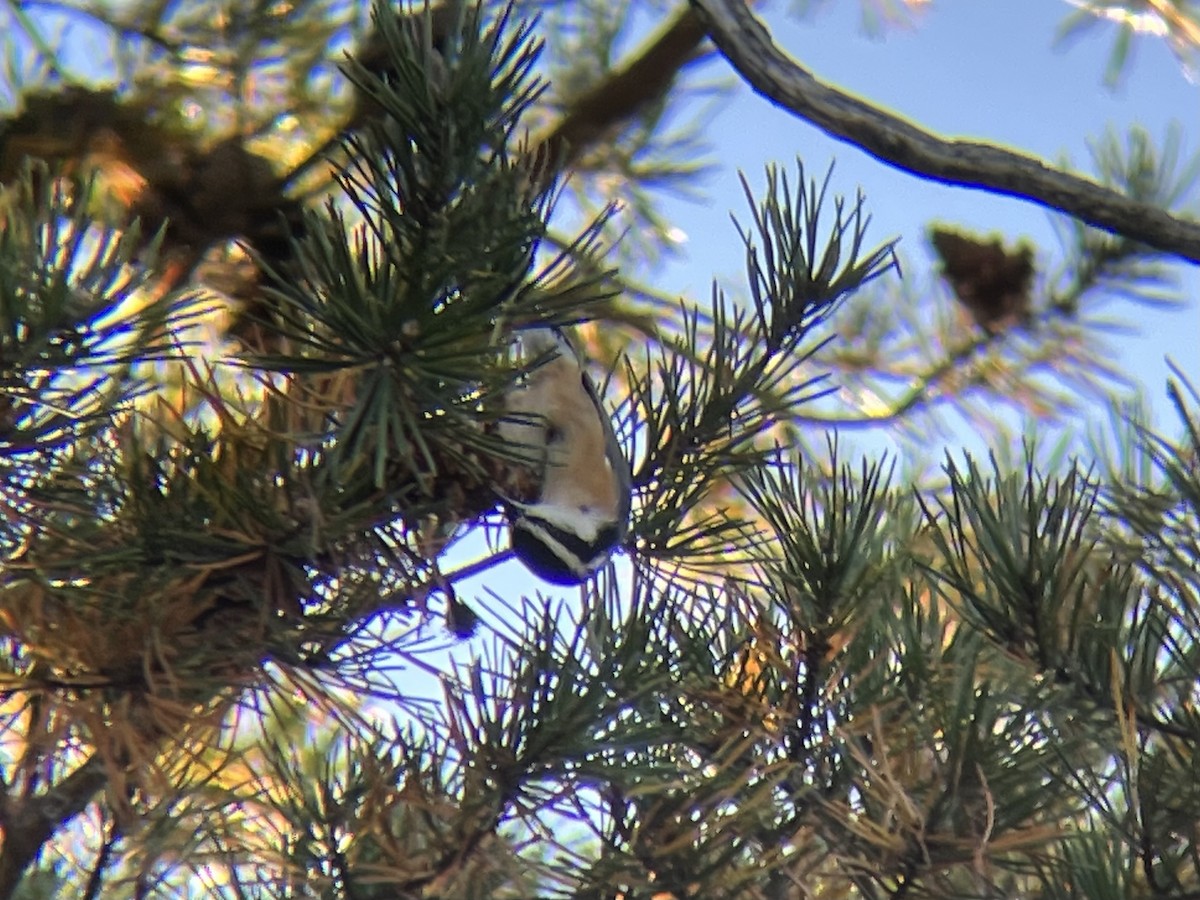 Red-breasted Nuthatch - ML644696756