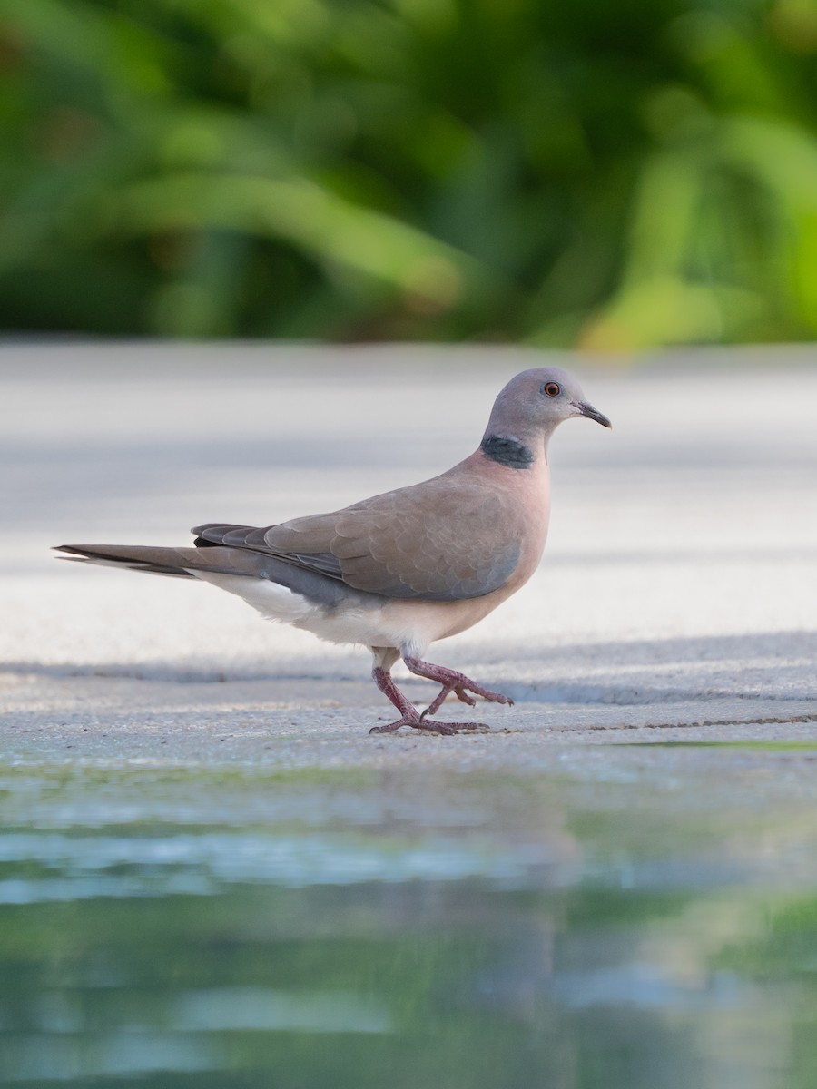 filippinerdue - ML644696757