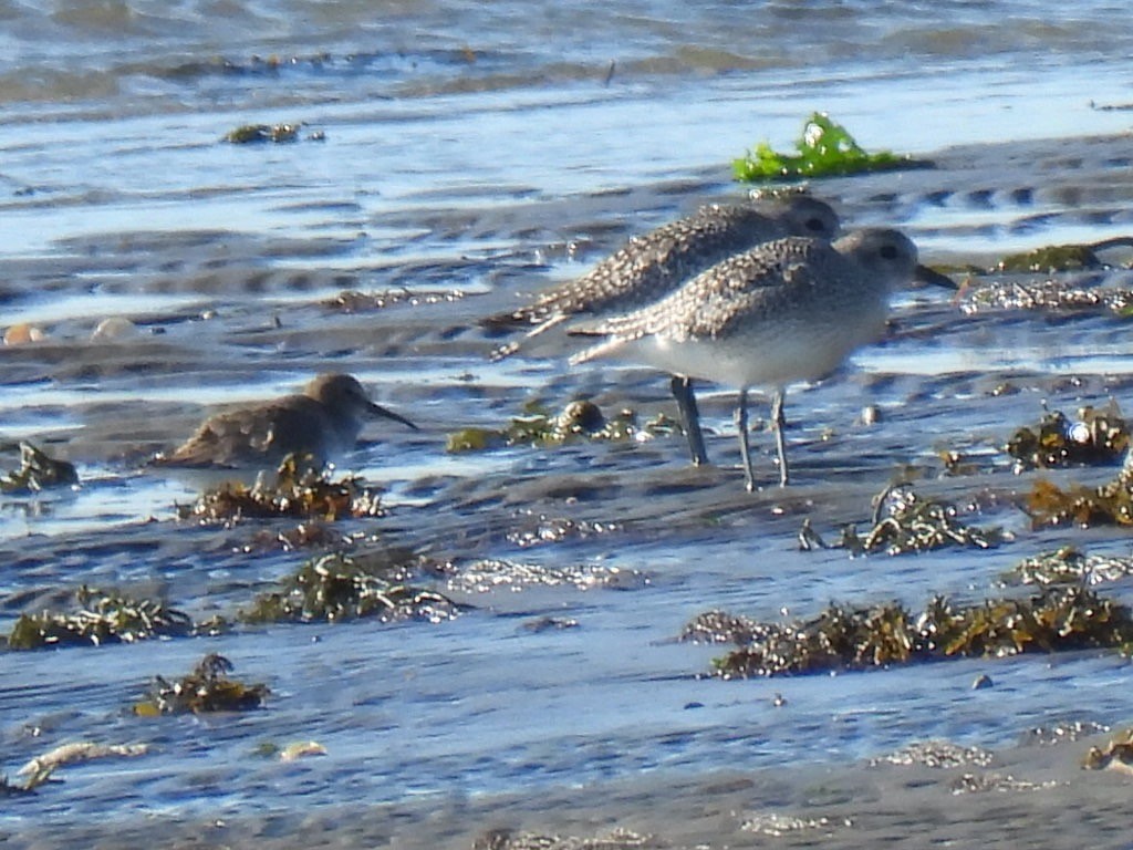 Dunlin - ML644696763