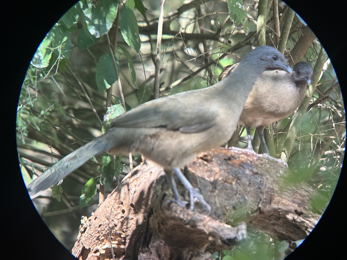 Plain Chachalaca - ML644696766