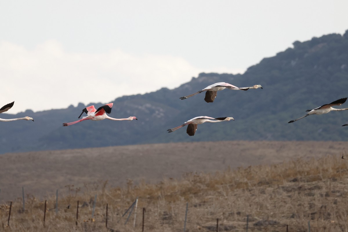 Flamenko handia - ML644696768