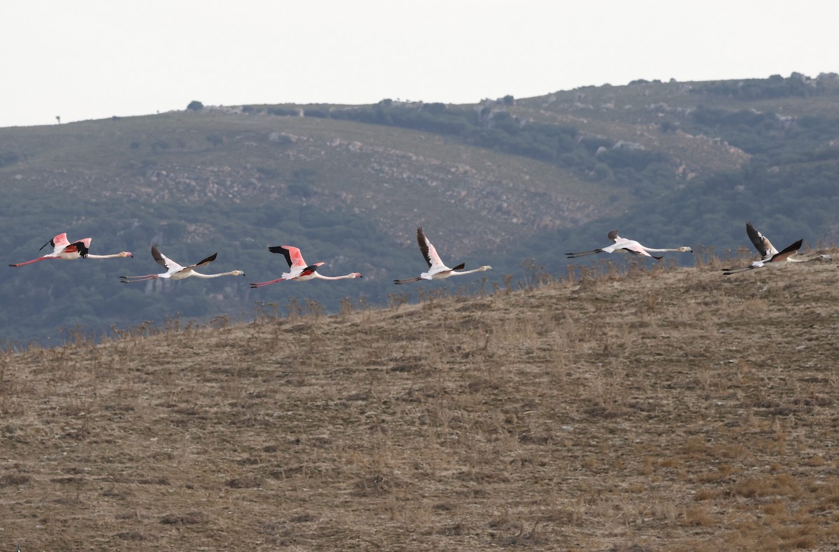 Flamenko handia - ML644696769