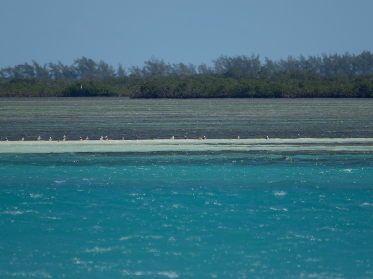 ニシセグロカモメ - ML644696773