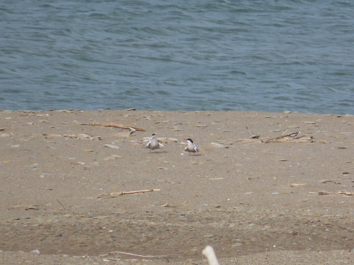 Common Tern - ML644696774