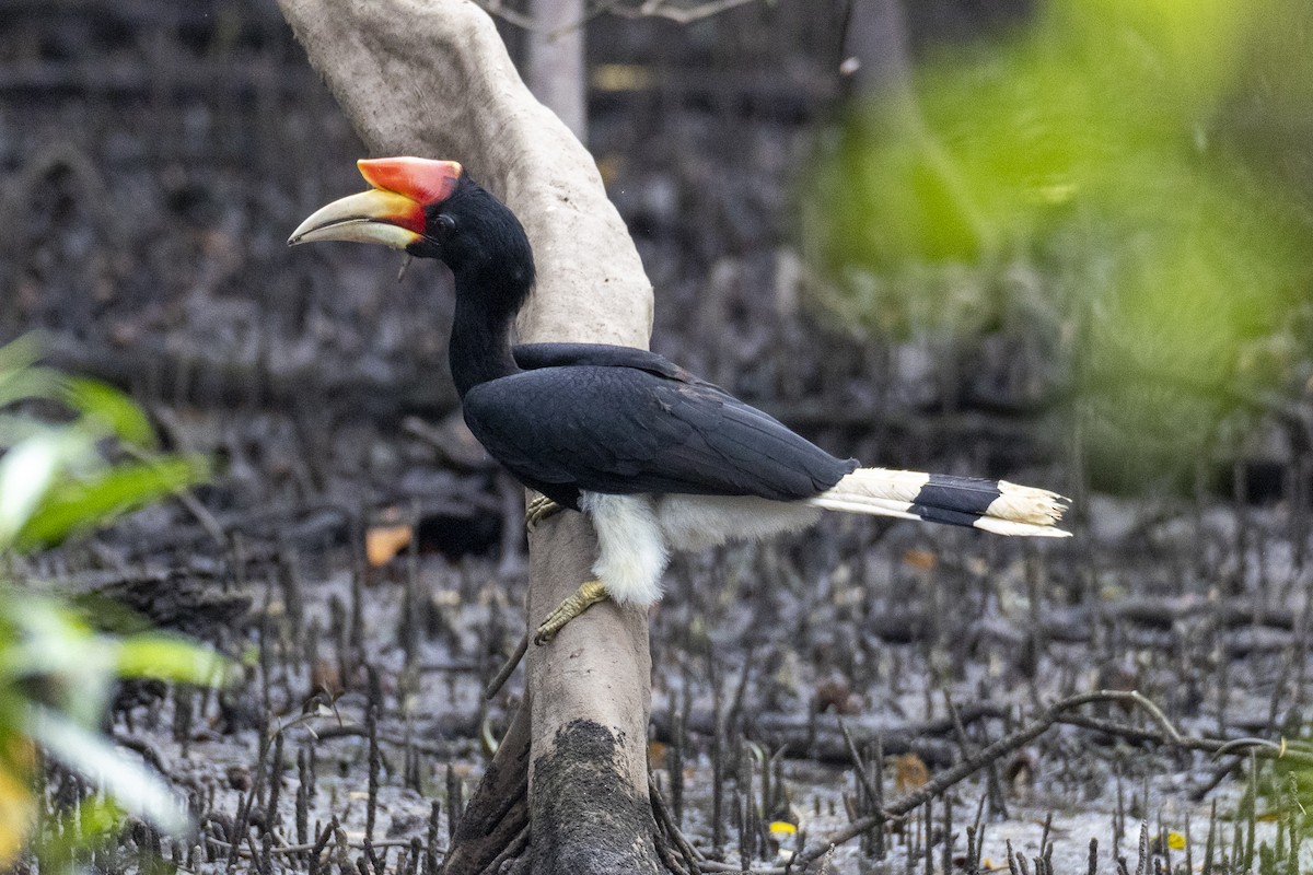 Rhinoceros Hornbill - ML644696776