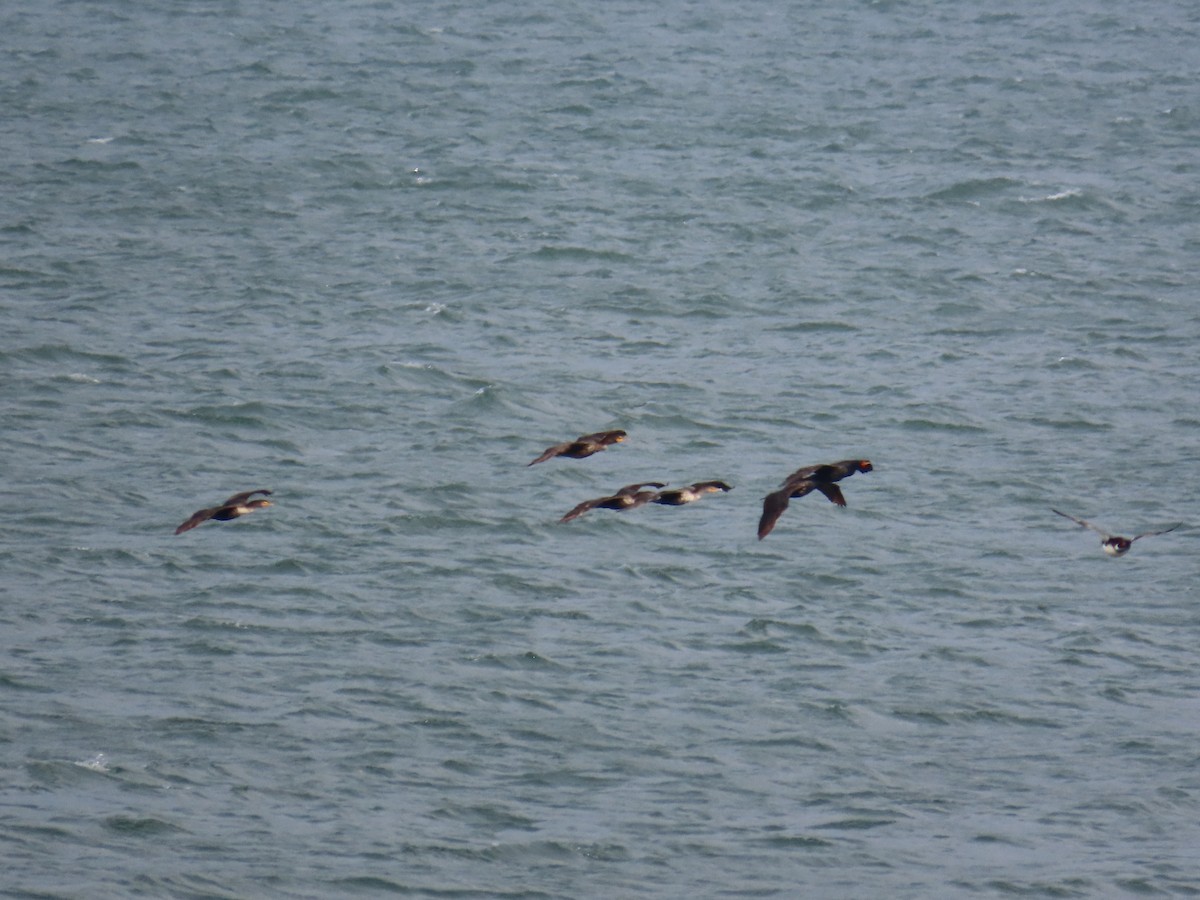 Cormoran à aigrettes - ML644696777