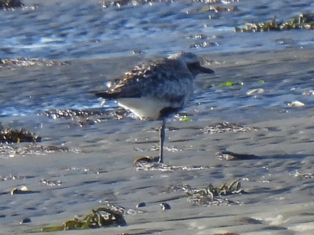 ダイゼン - ML644696781