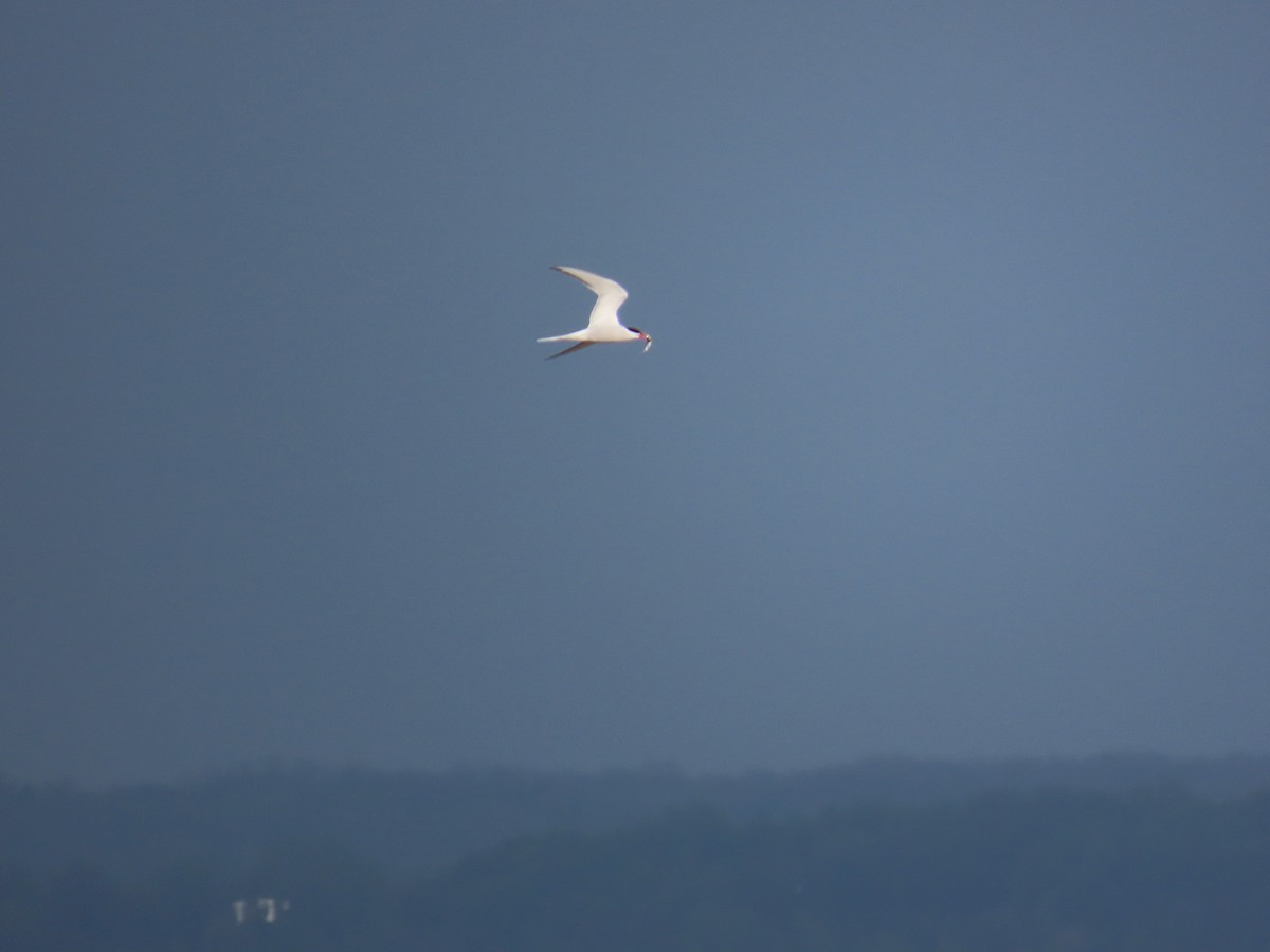 Common Tern - ML644696784