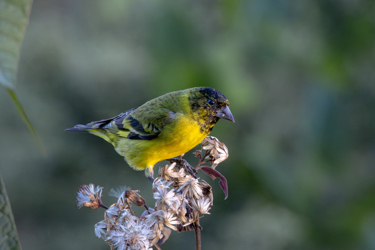 hettesisik - ML644696793