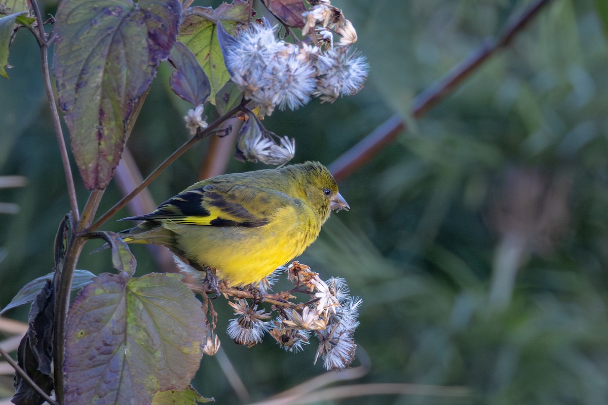 hettesisik - ML644696794