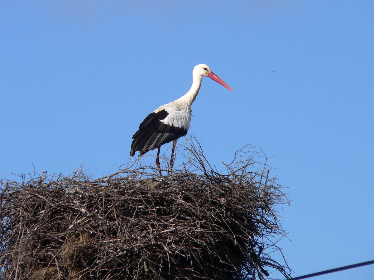 White Stork - ML644696796