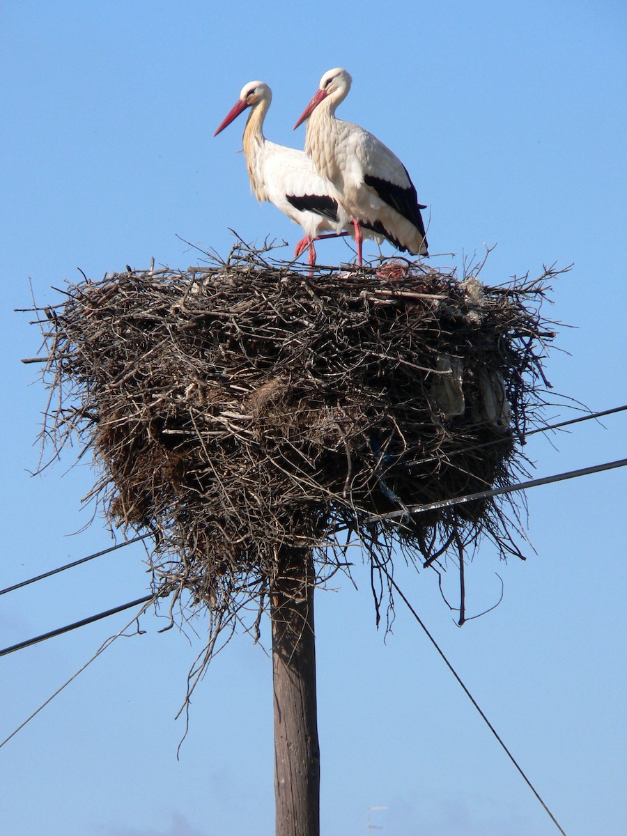White Stork - ML644696797