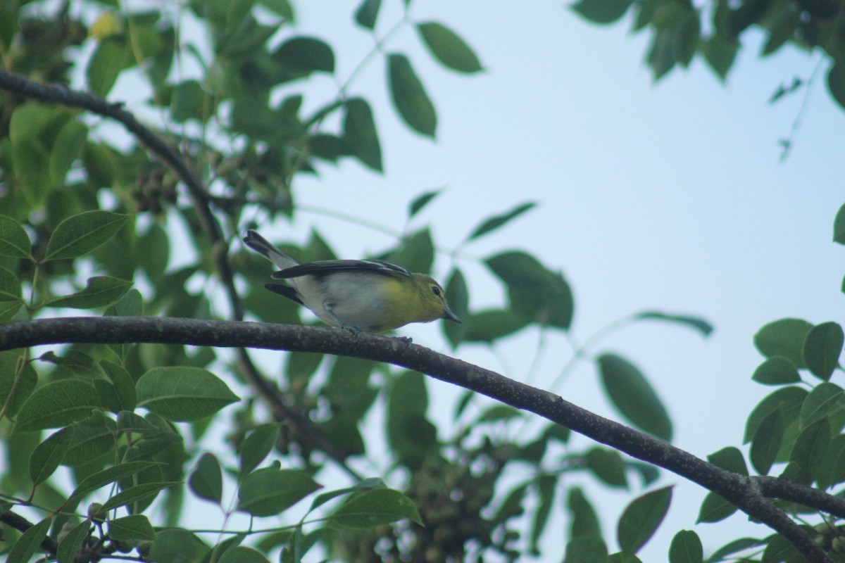 Yellow-throated Vireo - ML644696800