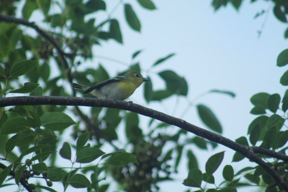 gulbrystvireo - ML644696801