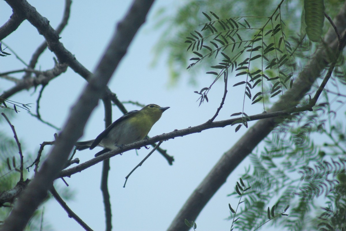 Yellow-throated Vireo - ML644696802