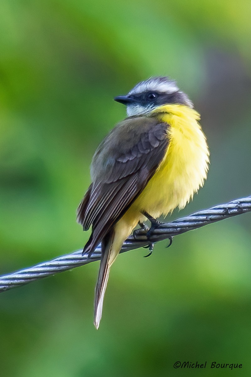 Rotscheitel-Maskentyrann - ML644696804