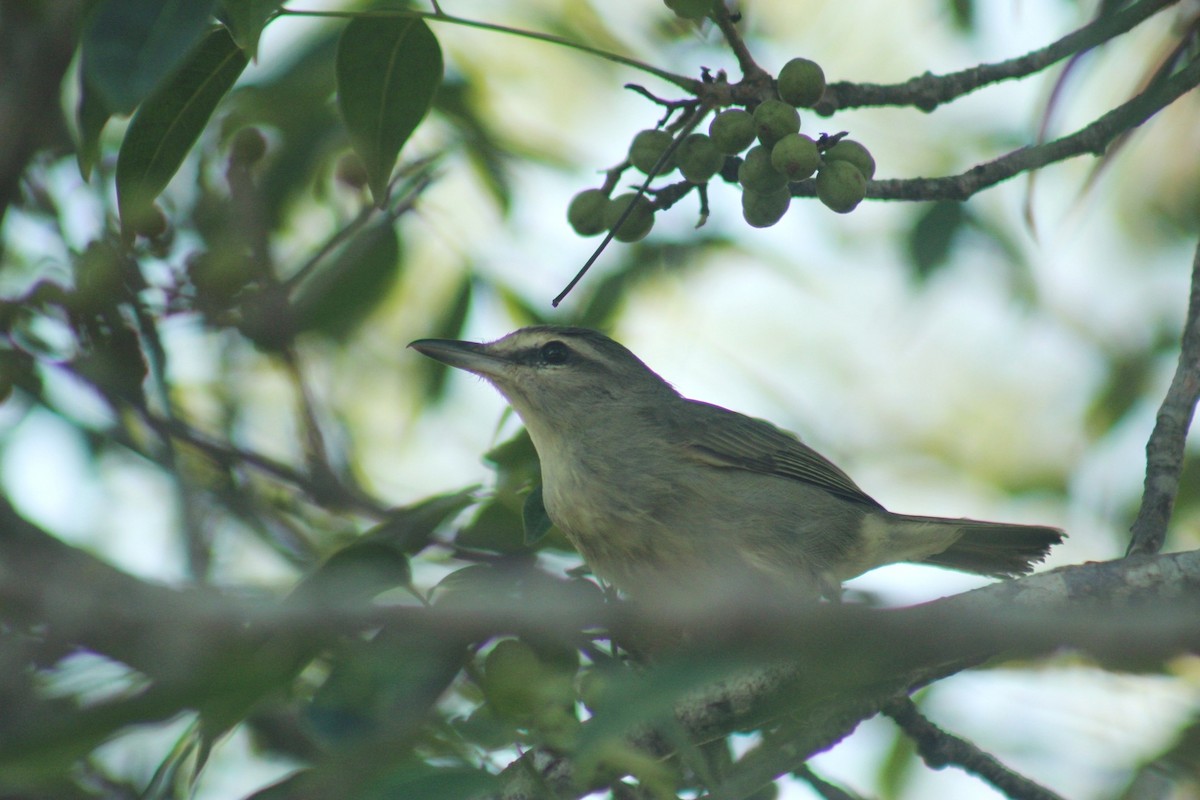 Yucatan Vireo - ML644696806