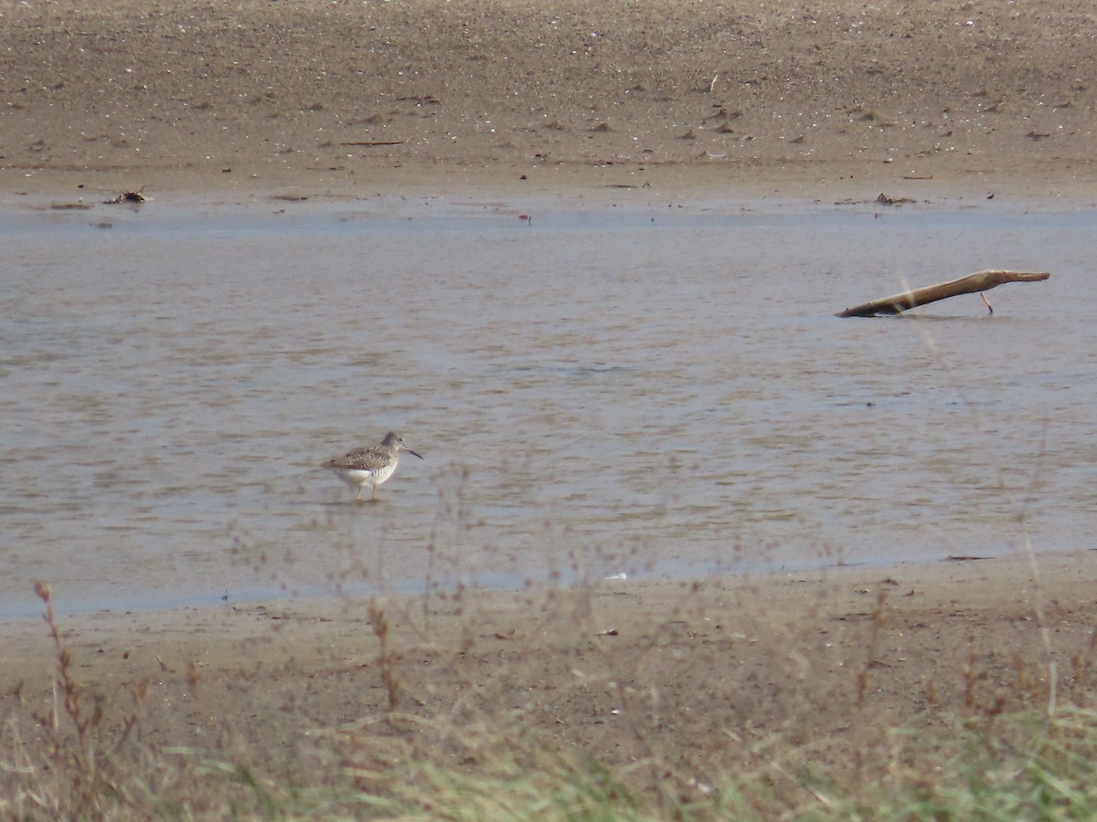 Greater Yellowlegs - ML644696809