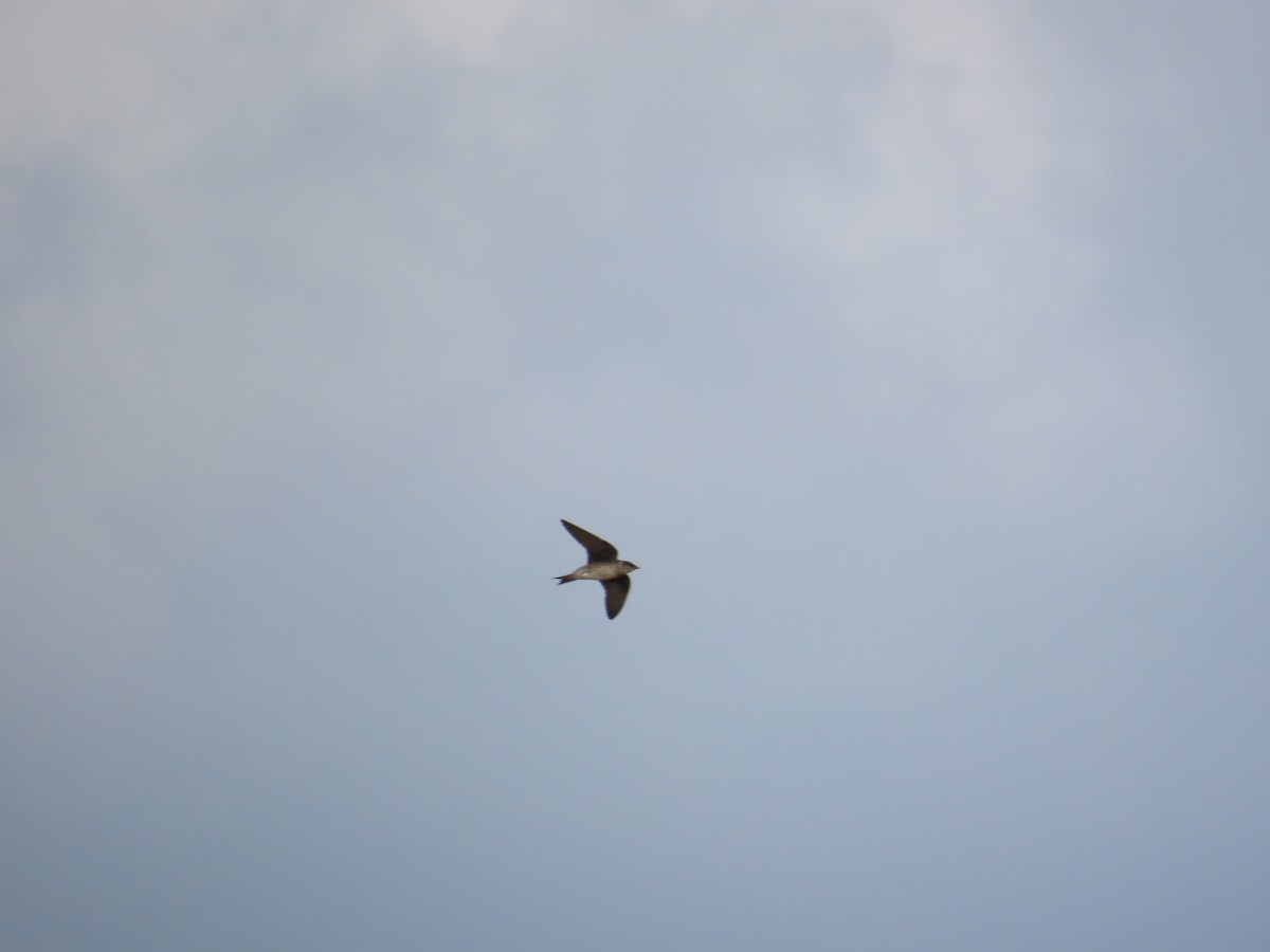 Purple Martin - ML644696815