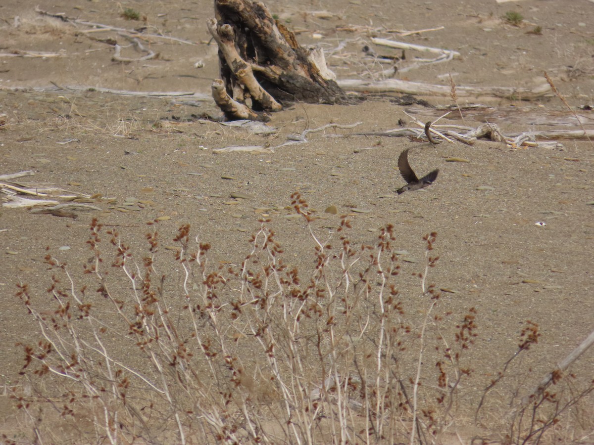 Purple Martin - ML644696817