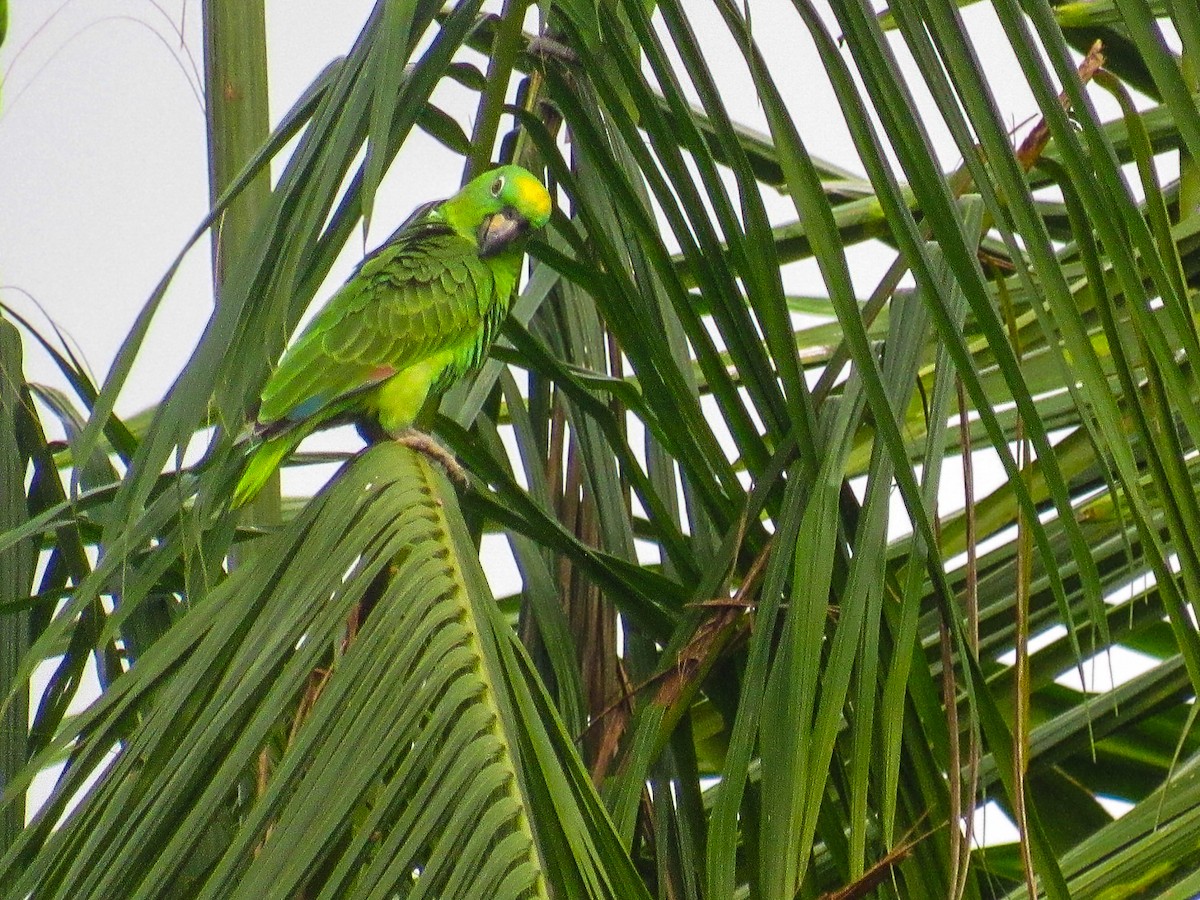 Sarı Alınlı Amazon - ML644696818