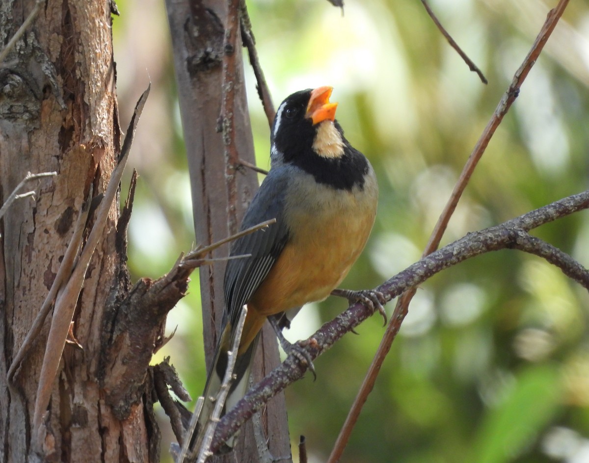 Golden-billed Saltator - ML644696822
