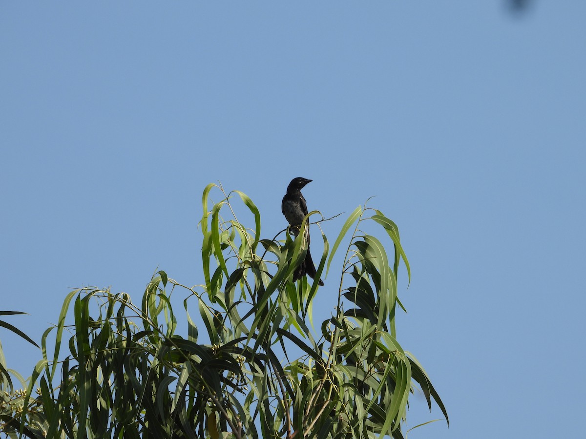 drongo sp. - ML644696824