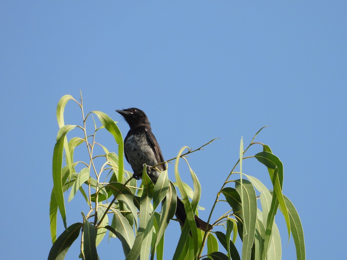 drongo sp. - ML644696826