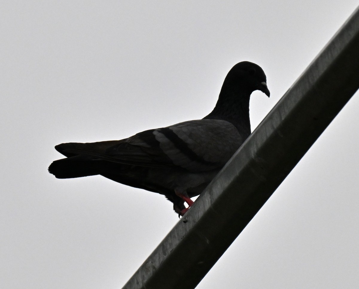 Felsentaube (Straßentaube) - ML644696844