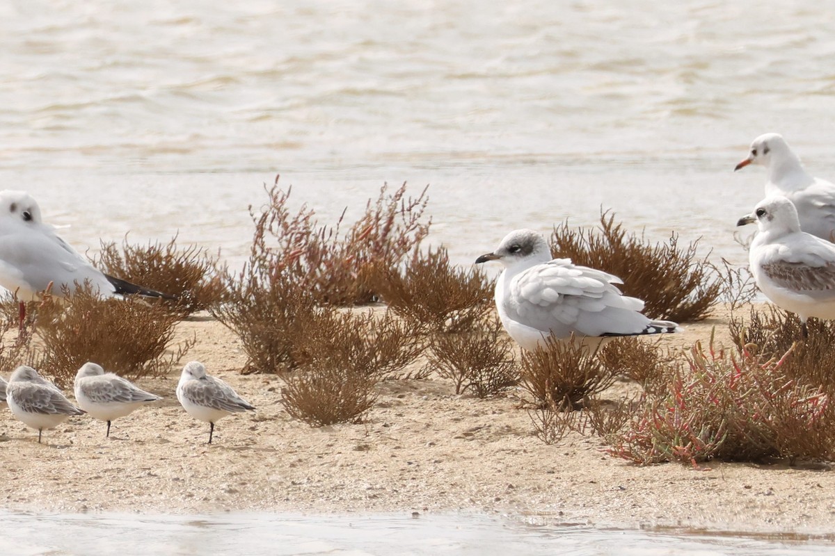 Mediterranean Gull - ML644696853