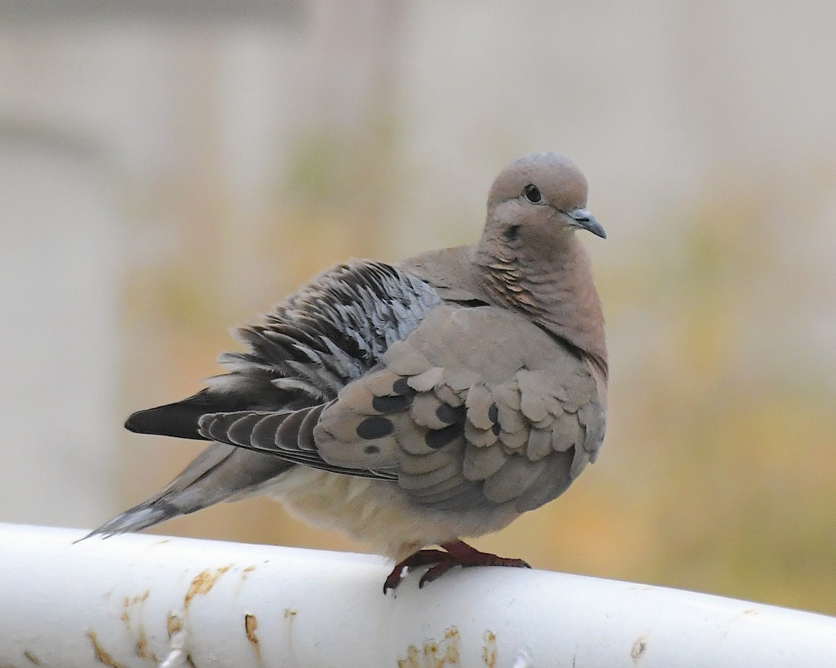 hrdlička černouchá - ML644696863