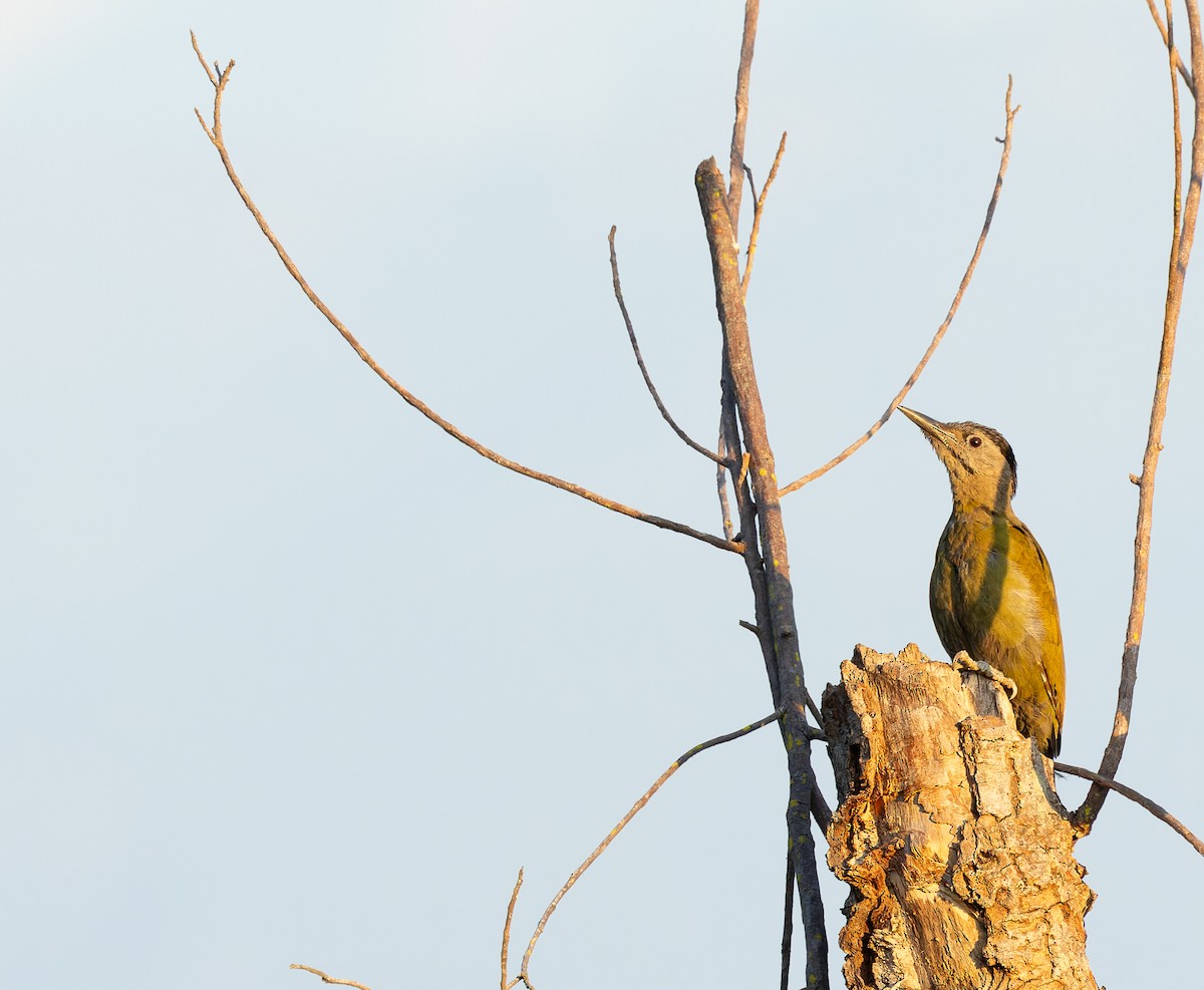 Жовна сива - ML644696870