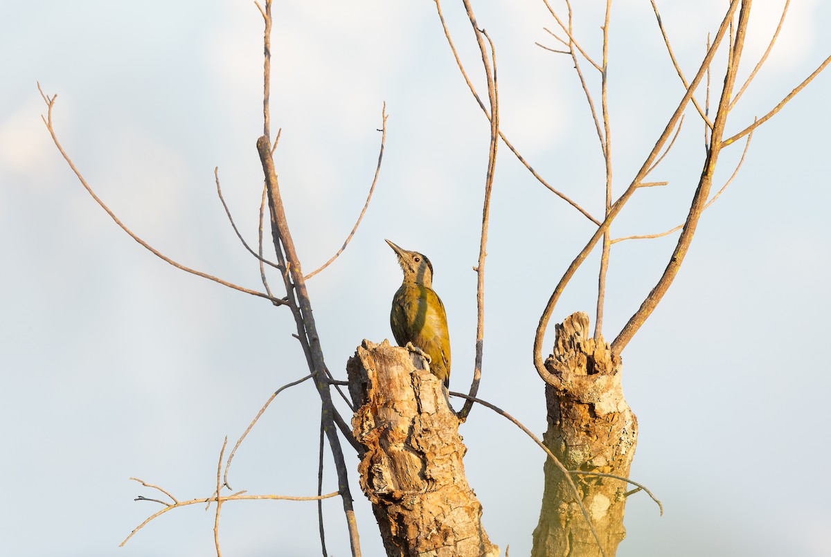 Жовна сива - ML644696871