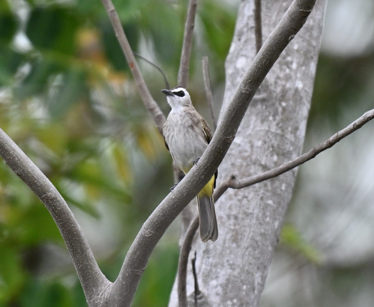 Белобровый бюльбюль - ML644696872