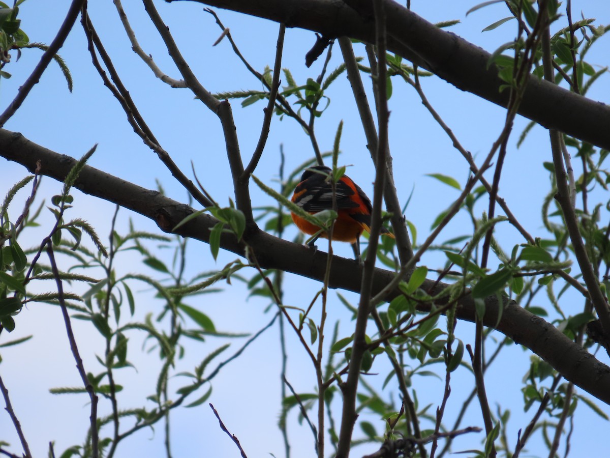 Балтиморский трупиал - ML644696879